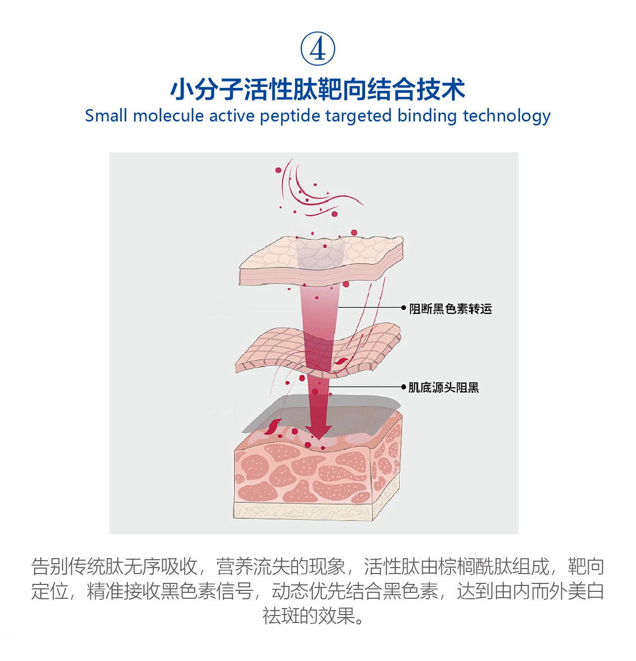 小分子活性肽靶向結合技術